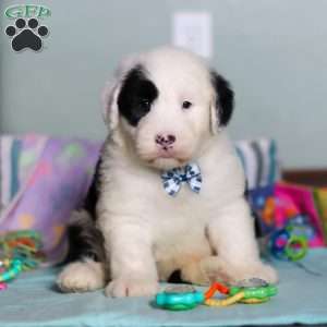 Ollie, Old English Sheepdog Puppy